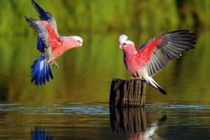 25 Most Beautiful High Definition Wallpapers