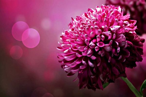 15 Tane Güzel Masaüstü Çiçek Resimleri