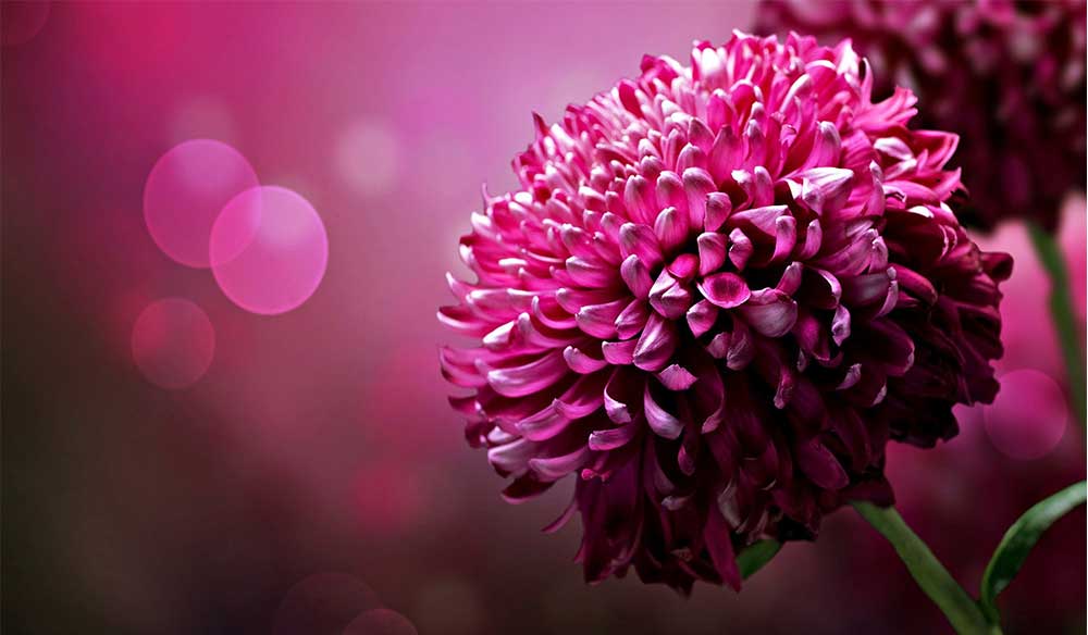 15 Tane Güzel Masaüstü Çiçek Resimleri