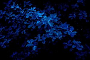 High Definition Desktop Blue Wallpapers