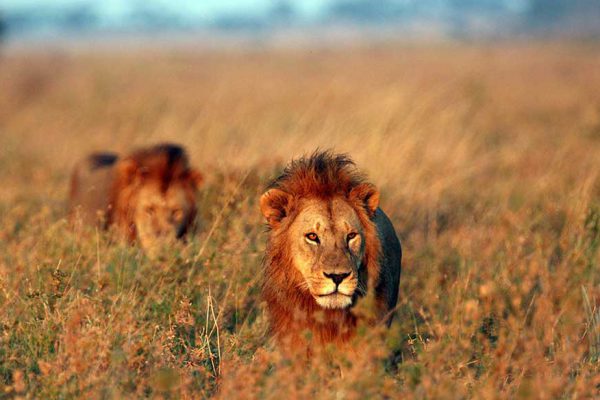 Afrika Serengetileri 1080p Canlı Belgeseli