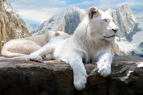 beyaz aslan hd resimler