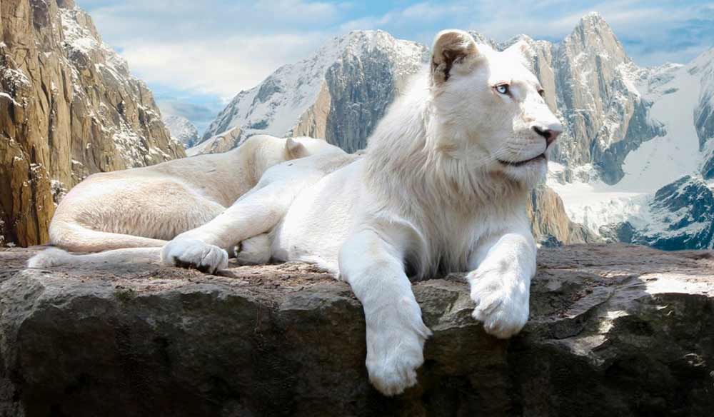 beyaz aslan hd resimler