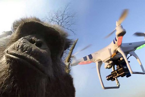 Holanda Hayvanat Bahçesindeki Şempanze Drone’a Saldırdı