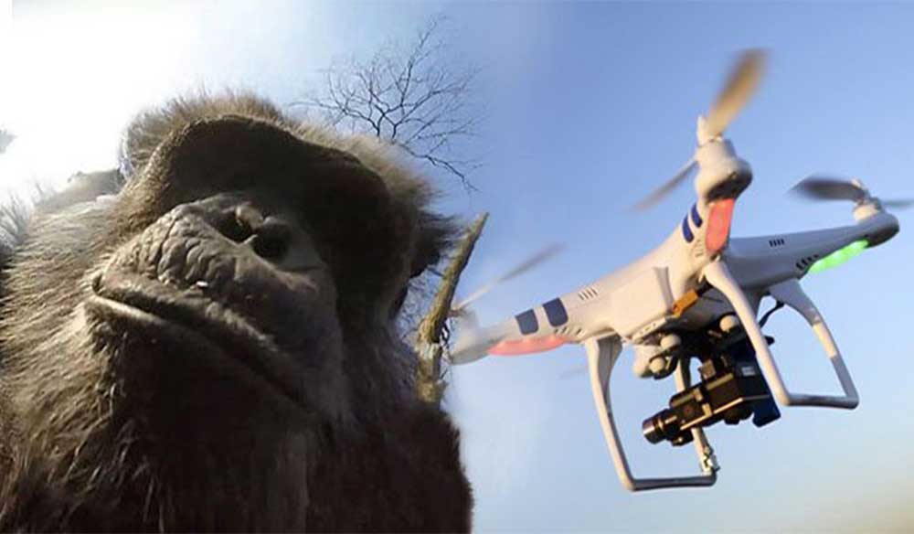 Holanda Hayvanat Bahçesindeki Şempanze Drone’a Saldırdı